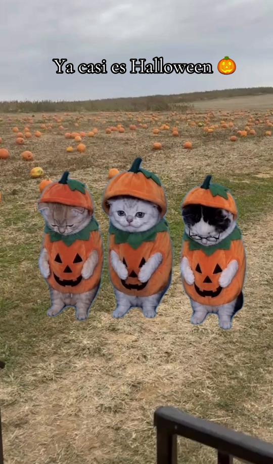 La Calabaza CATS obsession lol thumbnail from TikTok