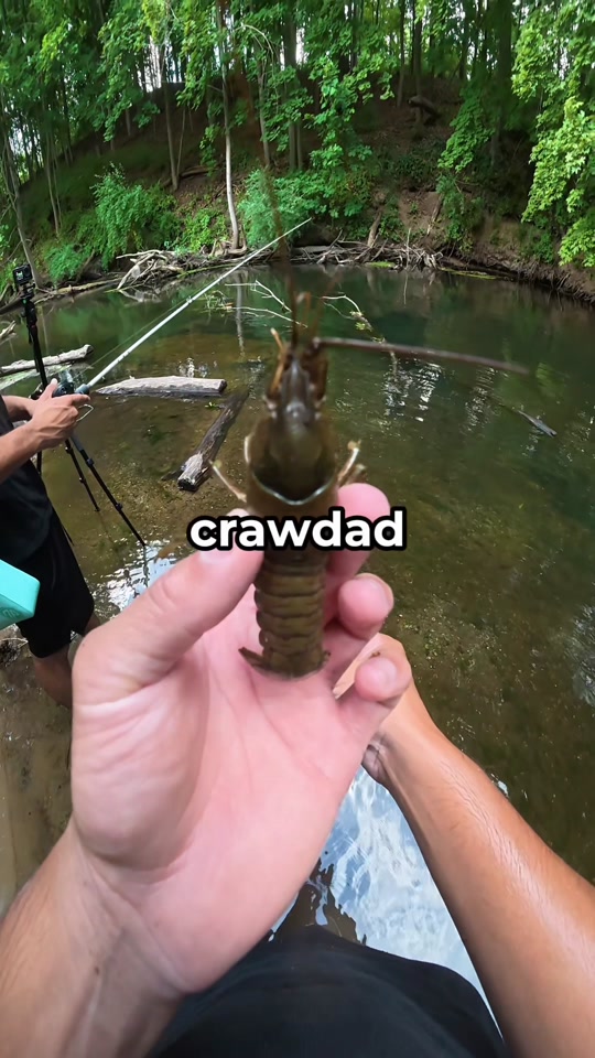 I fished with live crawdads thumbnail from TikTok