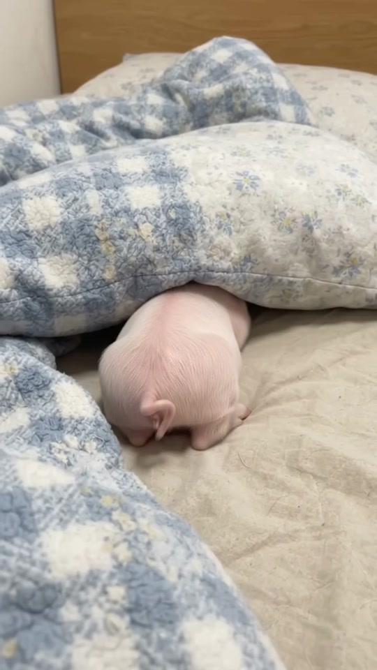 escape to sleep 😴🐷 . . . thumbnail from TikTok