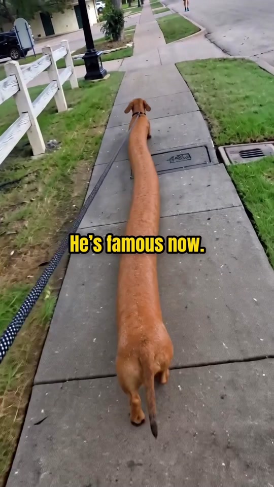 Frank can’t go anywhere now 🌭 thumbnail from TikTok