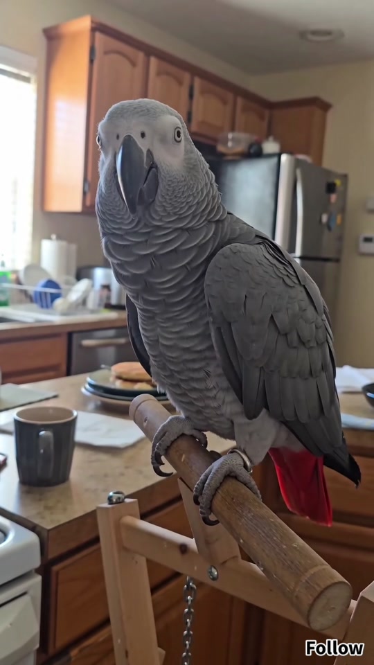 THIS PARROT KNOWS WAY TOO MUCH 😂🦜 | FUNNIEST AFRICAN GREY MOMENTS thumbnail from TikTok
