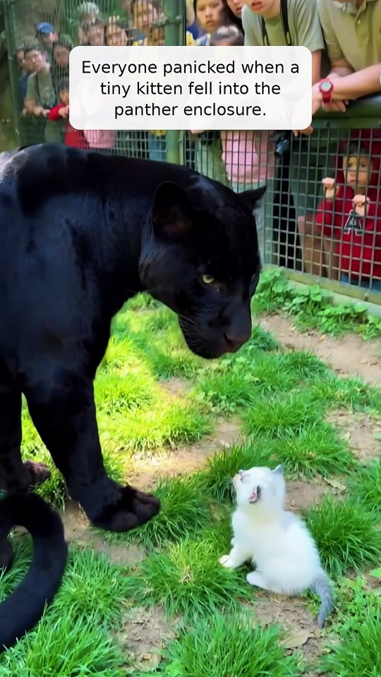 A tiny kitten was left alone with a powerful panther thumbnail from TikTok