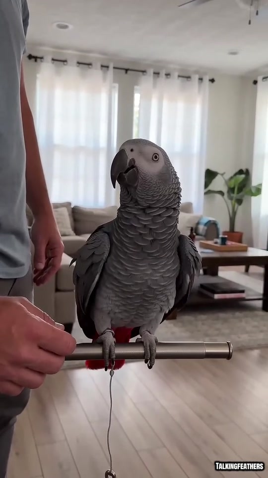 This Parrot Has Something to Say About EVERYTHING 😂🦜 thumbnail from TikTok