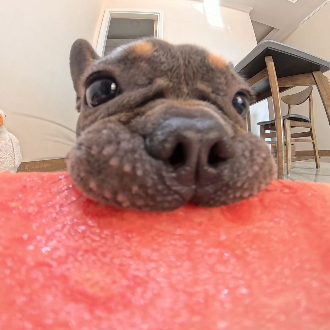 french.bulldog.twelve channel avatar