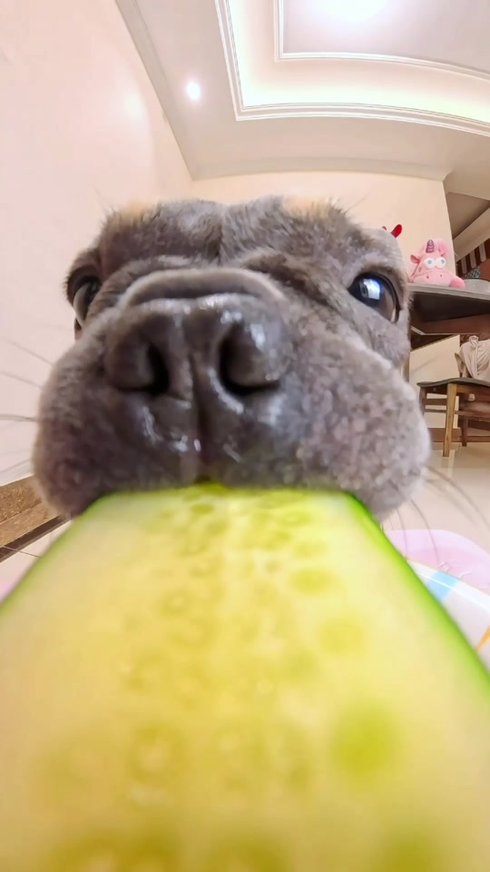 A chubby little sea cucumber nibbling on a cucumber 🥒 thumbnail from TikTok