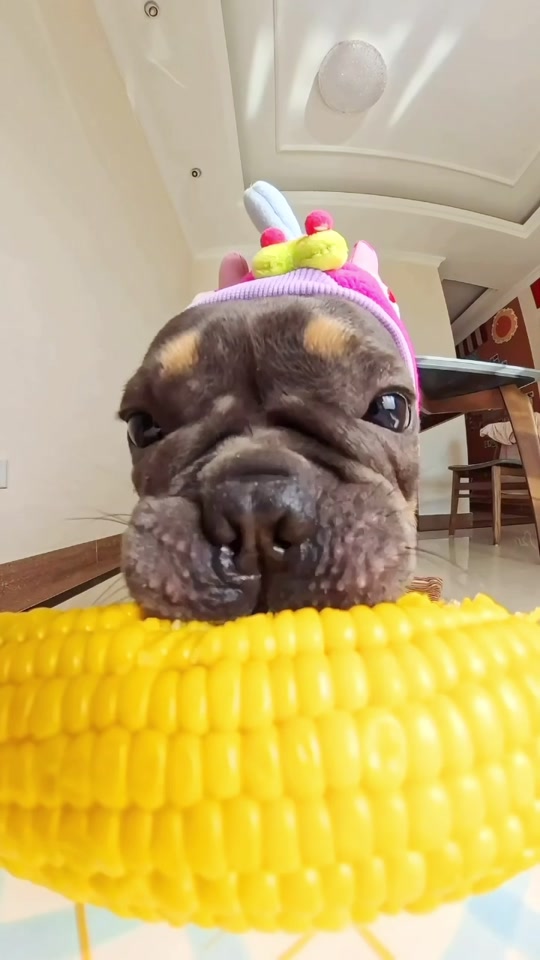 Corn Dog!!!🌽🌽🌽 thumbnail from TikTok