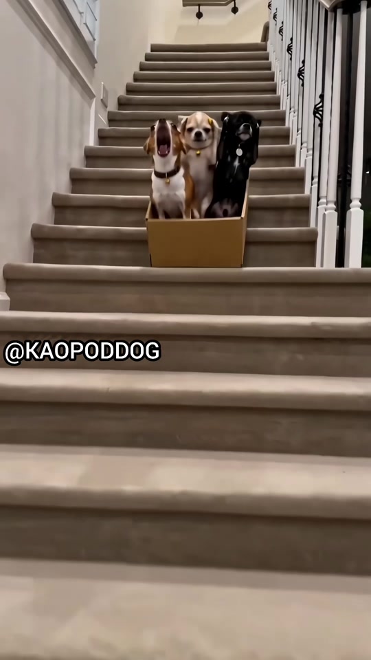 THE KAOPOD SHOW • EP.173 Just a little screaming… can you blame me? That ride was scary! 😂🐶🎢😱 กรี๊ดนิดกรี๊ดหน่อยเ... thumbnail from TikTok
