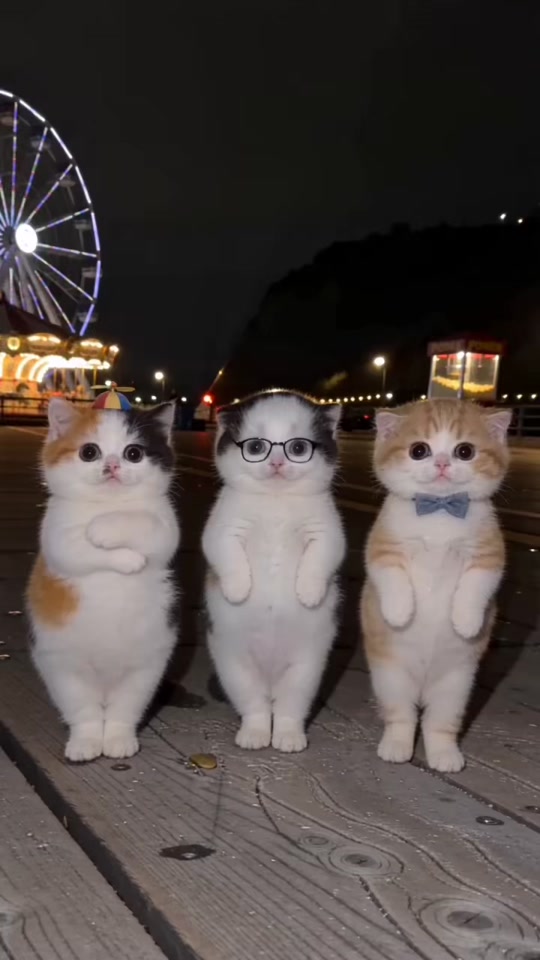 KITTEN AT THE CARNIVAL 🎡 🐱 thumbnail from TikTok