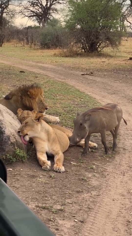 Boar Flirts With Lioness, Then Outruns Her Jealous Mate 😂 This boar had the audacity to cuddle up to a lio... thumbnail from TikTok