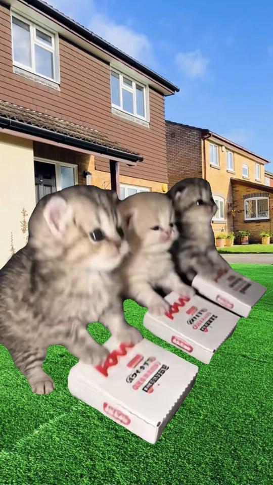 Four kittens from @meowtakeover afezza shaking it inside a Pizza Hut to "La Quemona 2" by Mishelle Master Boys, turni... thumbnail from TikTok