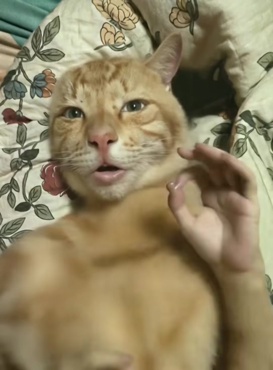 Tabby orange cat beatboxing Perfomance thumbnail from TikTok