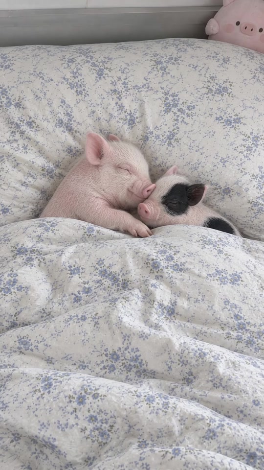 sleepover every night💤🐷🐽 . . . thumbnail from TikTok