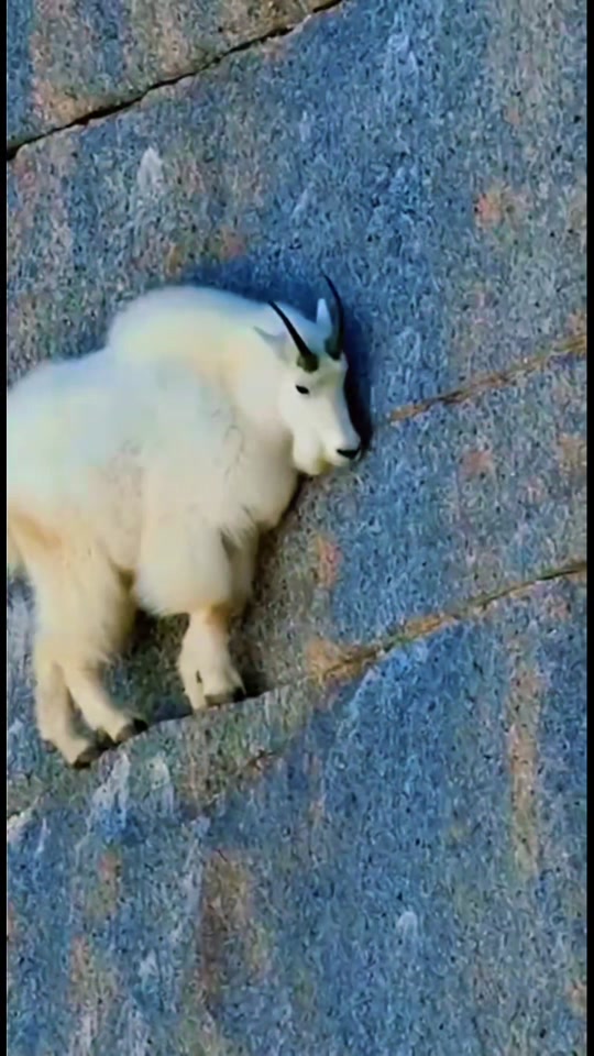 Mountain Goats life thumbnail from TikTok