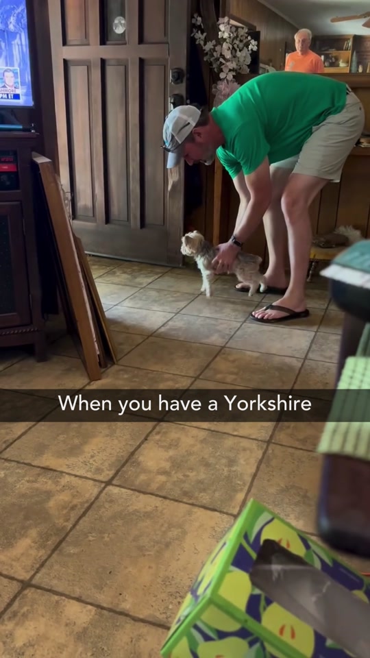 He’s 4 lbs of pure rage with no job,no bills,and no regrets 😂🐾 thumbnail from TikTok