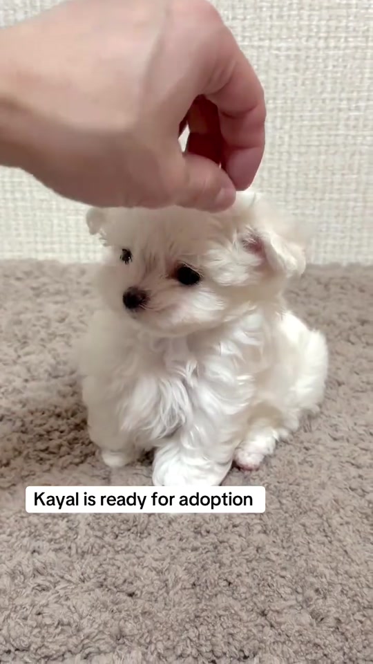 White Maltese Puppy Looking For Her Forever Home 🤍🐾 12 weeks | Sweet, playful & loves cuddles Vet checked + vaccina... thumbnail from TikTok