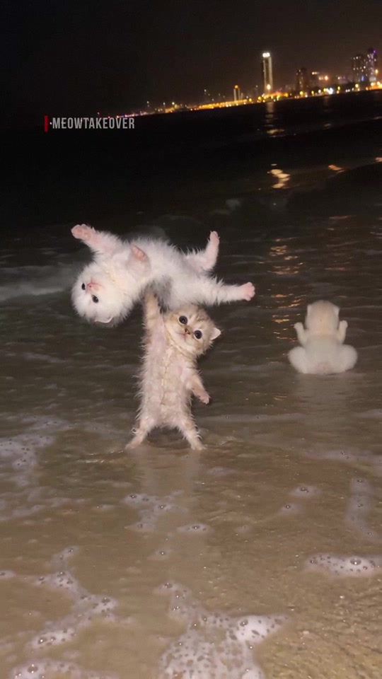 طلعات بساس جدة! 🦟😾💪 Gatitospinito🍊 thumbnail from TikTok
