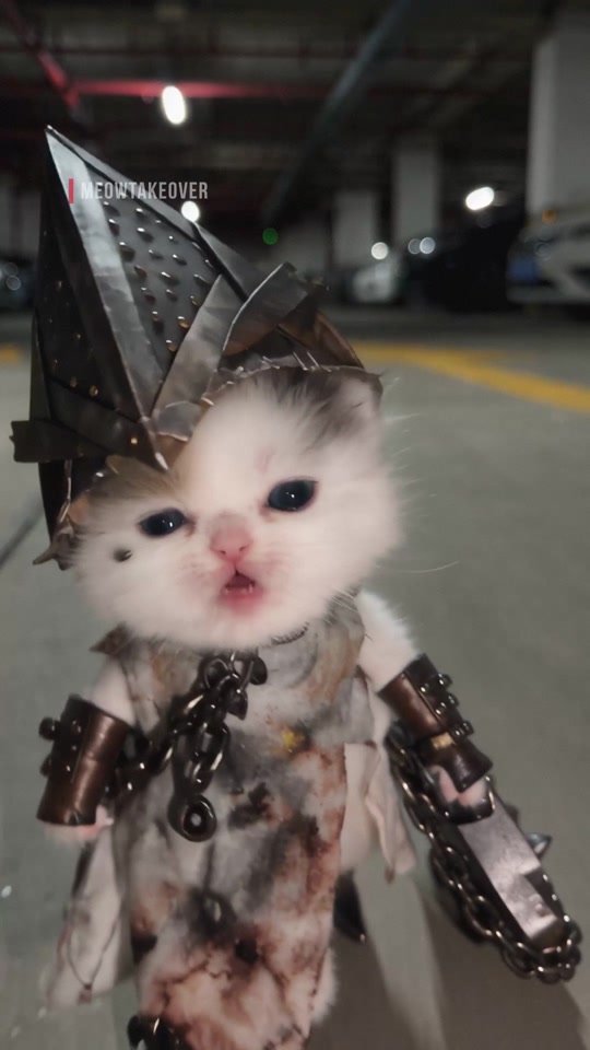 Gatitossilentos🤐 thumbnail from TikTok