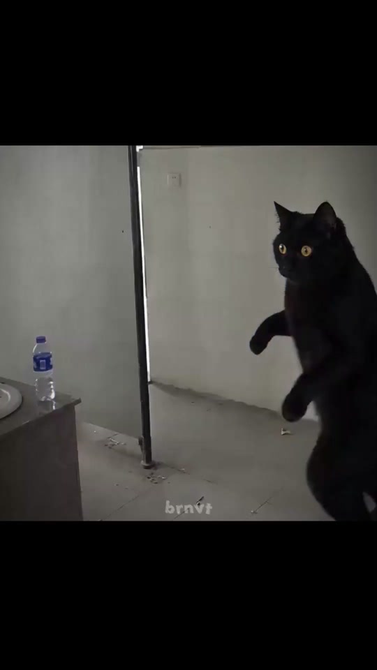 animals meme 😭🔥 thumbnail from TikTok