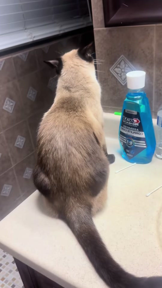 Cat with attitude thumbnail from TikTok