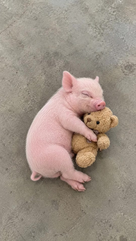 goodnight from Pudding & bear 🌙🧸🐷 . . . thumbnail from TikTok