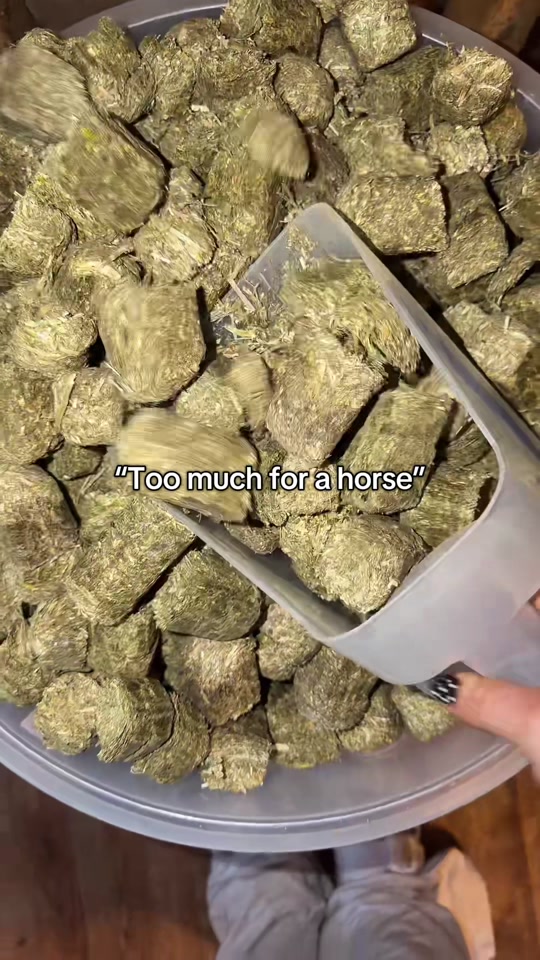 What’s funny is about 90% of this is forage 🤣 thumbnail from TikTok