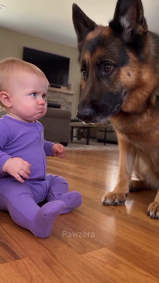 Top 10 Most funny Moments of dogs 😂😂😂 thumbnail from TikTok