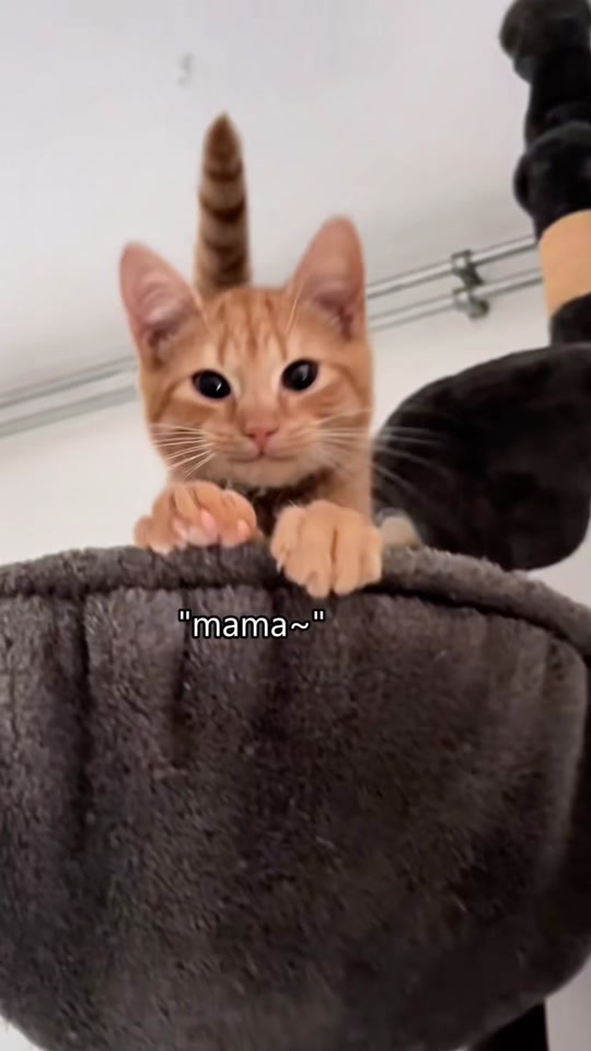 Talking cat thumbnail from TikTok