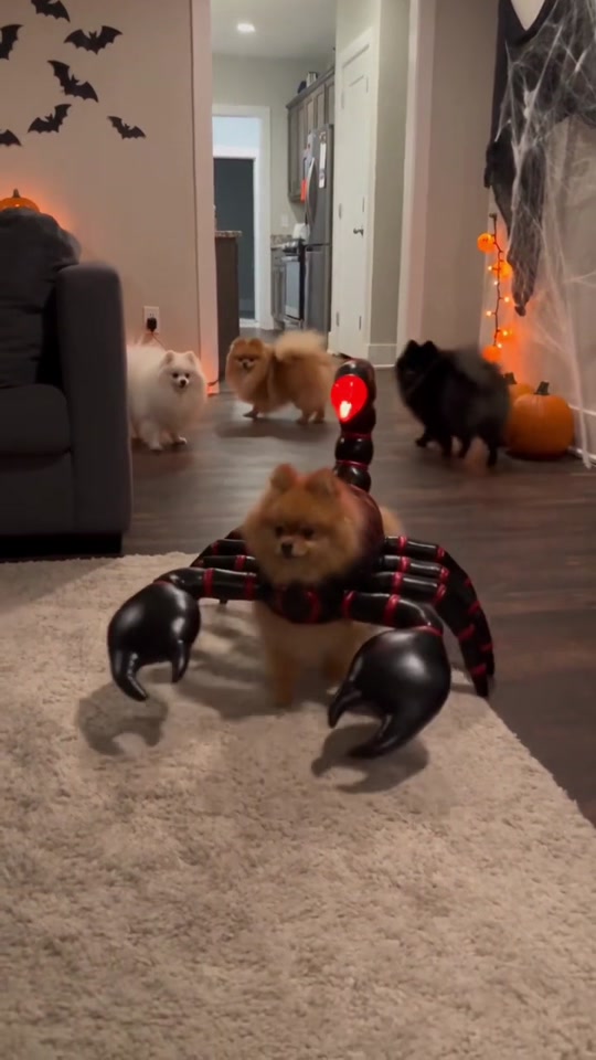 Scary Pom 5 👀 thumbnail from TikTok