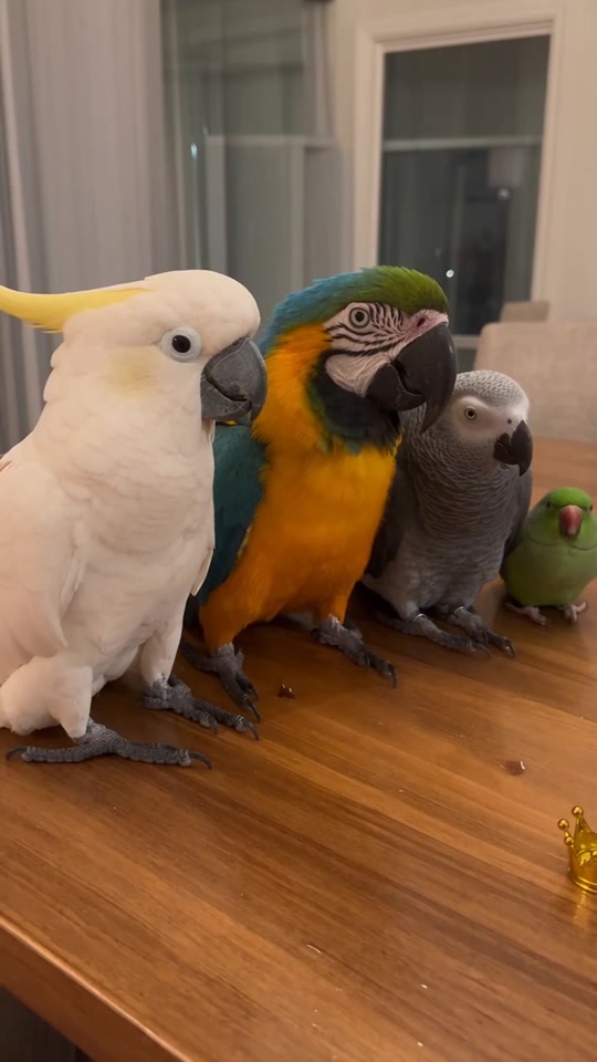 Three fancy birds get golden crowns… and the last one gets a PAPER CONE 😂 The attitude change is PRICELESS 💀 thumbnail from TikTok