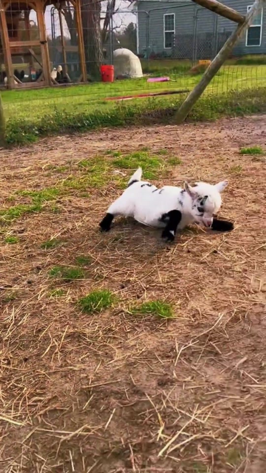Fall in love with these goats 🥰🥰🥰 thumbnail from TikTok