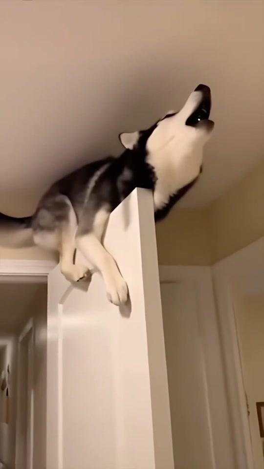 Huskies turning every little moment into a full-blown argument 🐶😂 thumbnail from TikTok