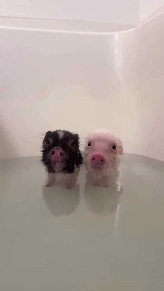 Cute little piggy 🐷 thumbnail from TikTok