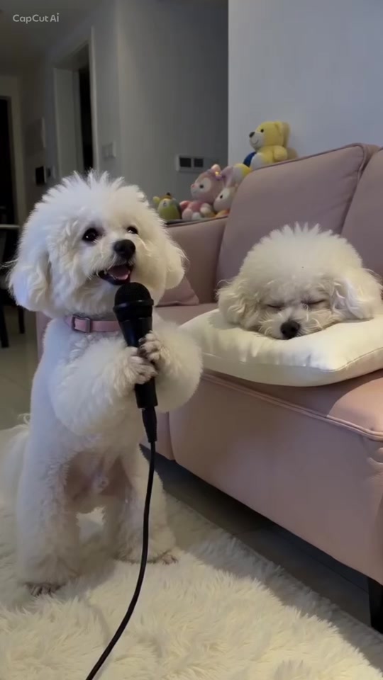My sister, Bun Bun loves her own singing but I beg to differ 🤣🤣 thumbnail from TikTok
