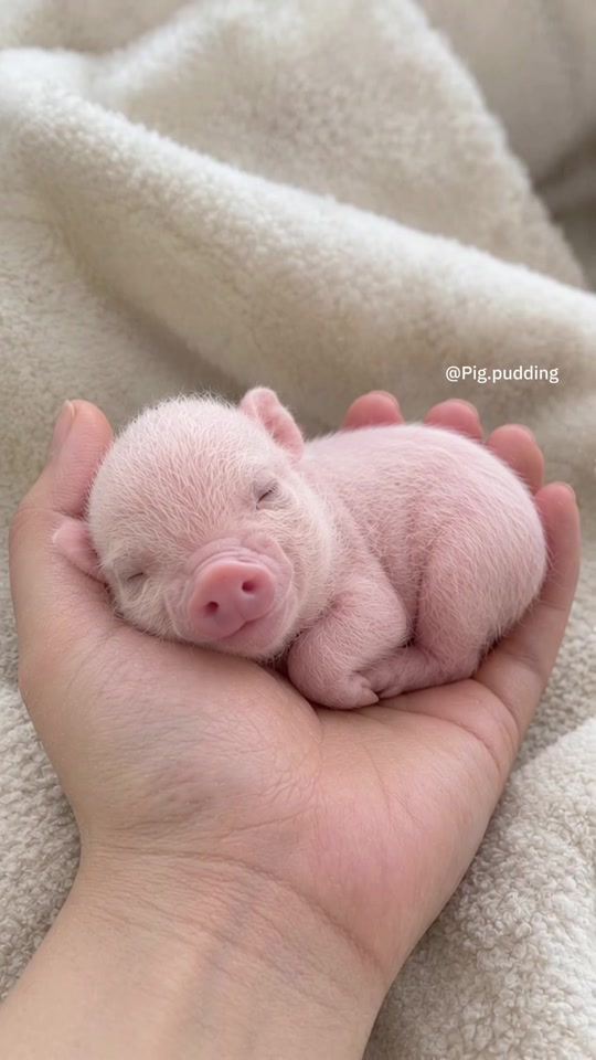 Pudding when he was a newborn 🐷 . . . thumbnail from TikTok