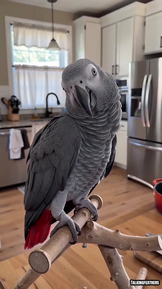 THIS PARROT JUST MADE EVERYONE LAUGH 😂🦜 thumbnail from TikTok