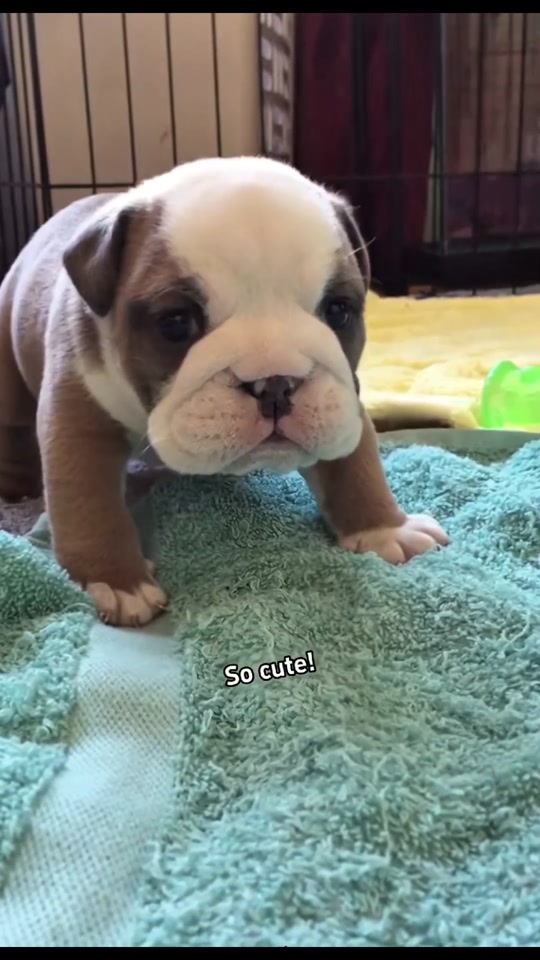 Unbelievable moments of an angry puppy's cute outbursts thumbnail from TikTok