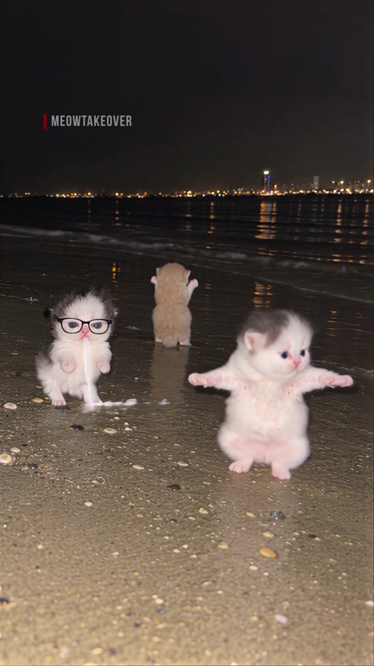 نافورة بساس جدة الأصلية! 🦟😾💪 Gatitosswimmitos🌊 thumbnail from TikTok