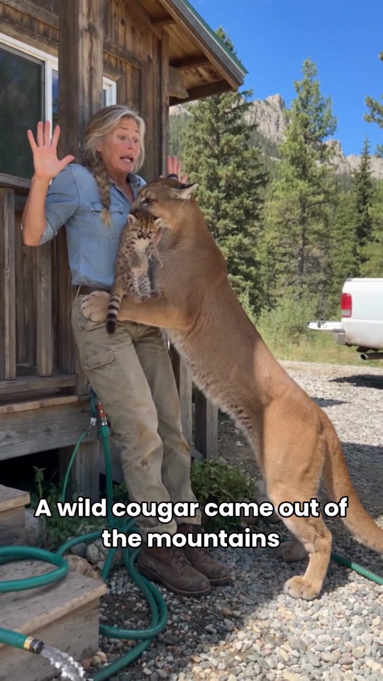 A wild cougar walked into the yard of a mountain veterinary clinic and laid her tiny kitten at the vet's feet. What h... thumbnail from TikTok