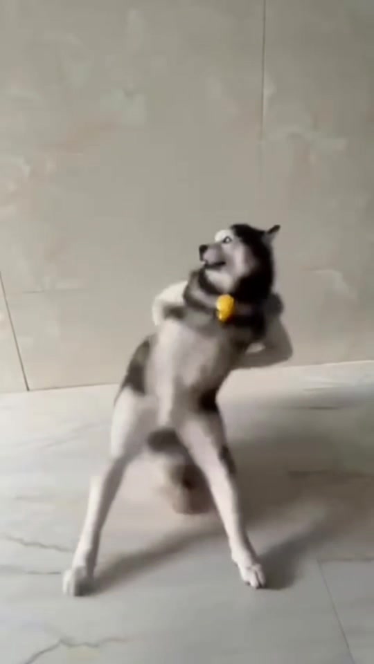 dog clip thumbnail from TikTok
