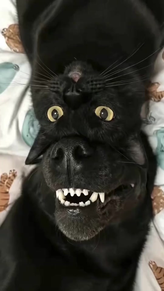 What are you looking at?🐶 and Adorable Pet Videos Recommended thumbnail from TikTok