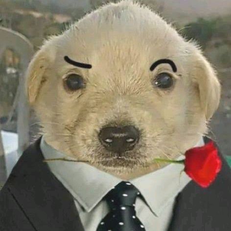thedogmeme channel avatar