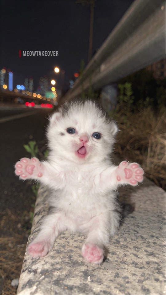 Gatitoscheetos🍟 thumbnail from TikTok