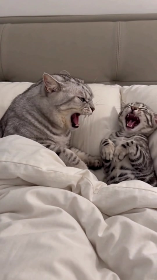The ‘Fart Under the Blanket’ Attack 😹 thumbnail from TikTok