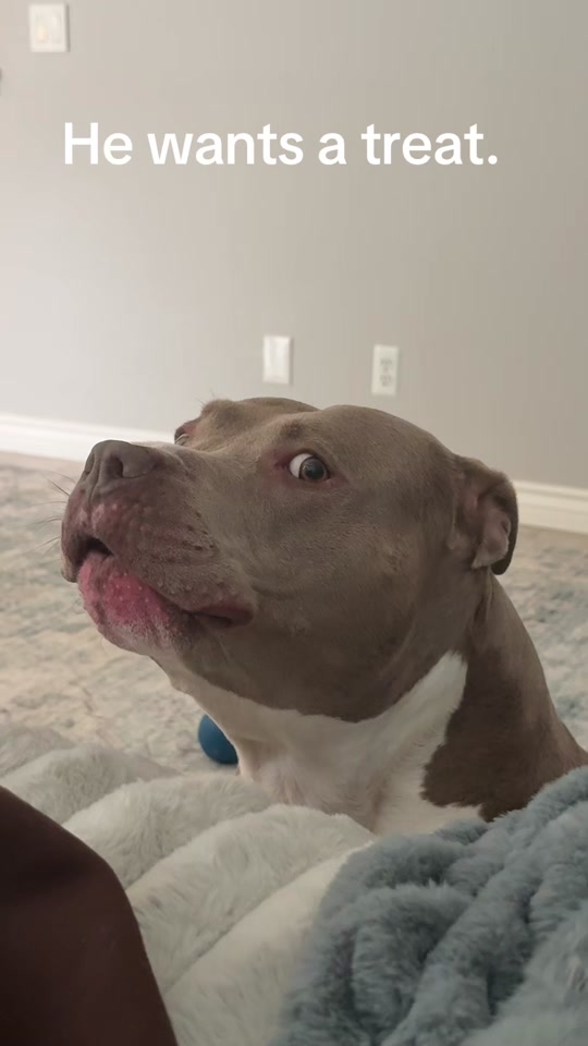 “The big boi noises.” thumbnail from TikTok