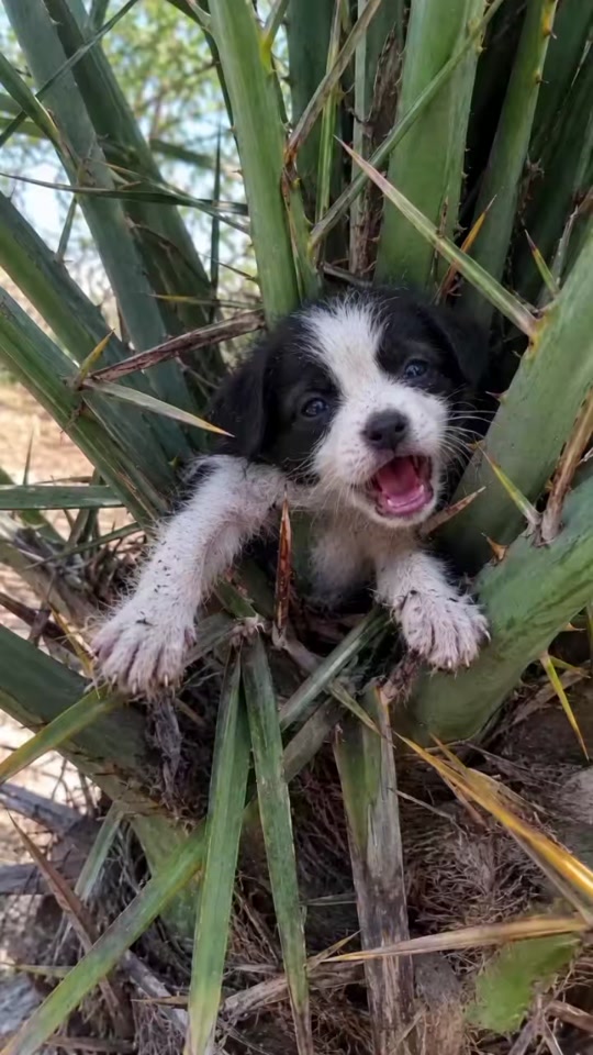 poor puppy 😞😞🐈 thumbnail from TikTok